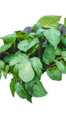 Potato plant green leaves on transparent background