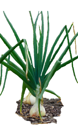 Two white onions with green stalks on transparent background