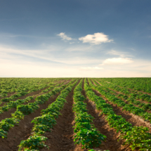 Potato field with blue sky.