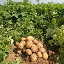 Pile of dug up potatoes on a mound of dirt with growing potato plants surrounding it.