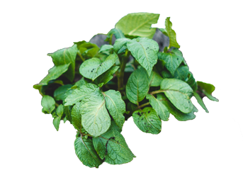 Potato plant with green leaves on transparent background.