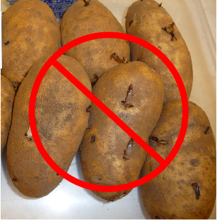 Group of potatoes on a table, red circle with line through it over the potatoes.