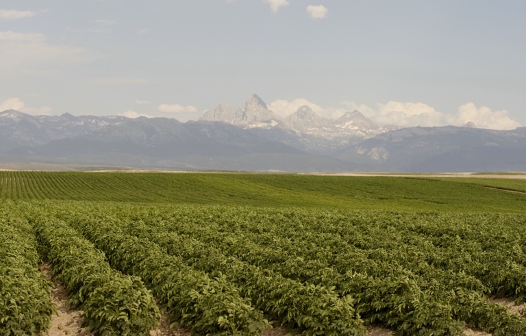 Potato field with snow capped mountains in the background.