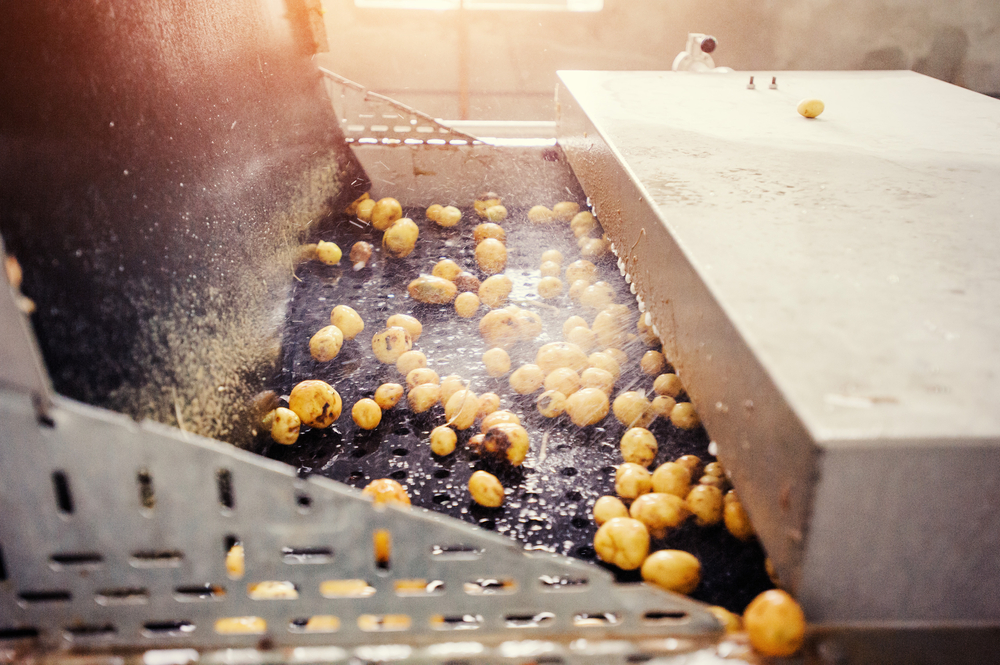 Machine treating and spraying potatoes on a conveyor belt.